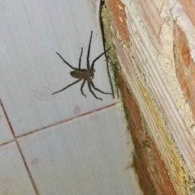 A Spiderwoman