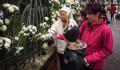 Gyűlnek a fehér virágok a Teleki Blanka Gimnázium kerítésén
