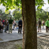 Megkezdődött a fák kivágása az Orczy-parkban!