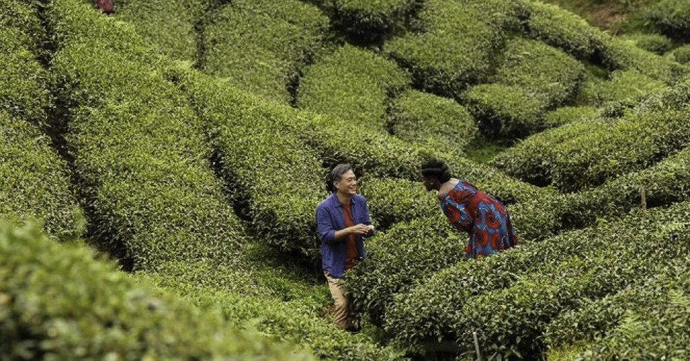 A tea illata