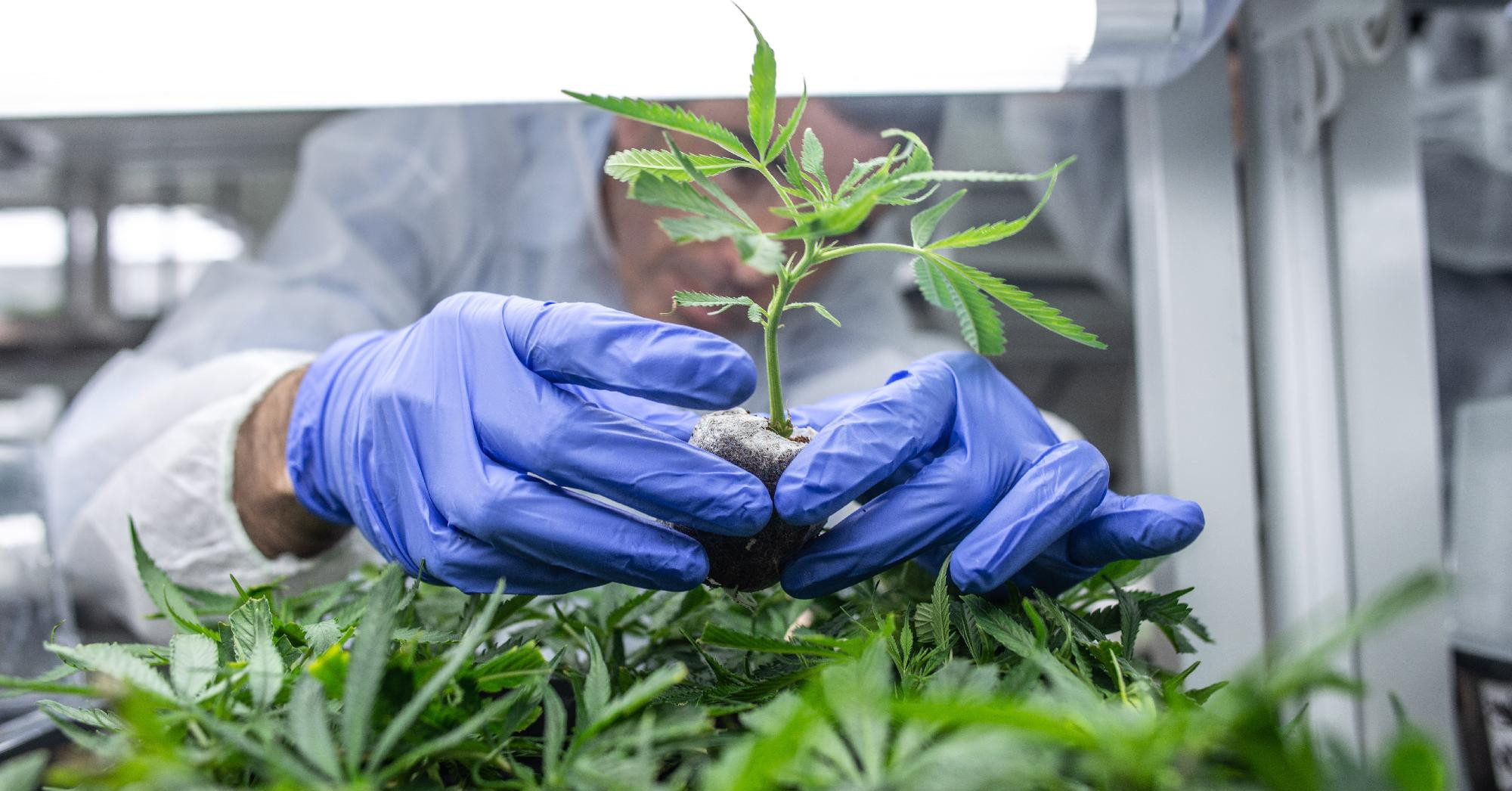 Több mint öt kiló kannabiszt találtak a Liszt Ferenc repülőtéren