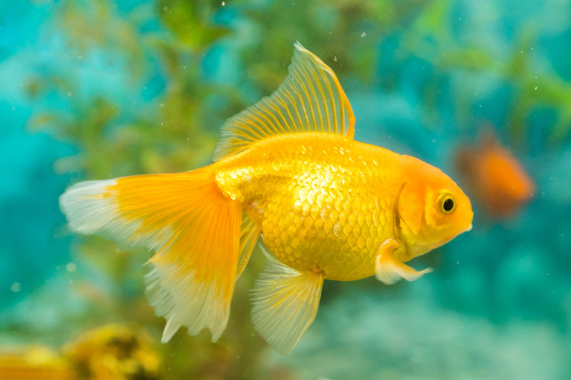 Goldfish in freshwater aquarium with green beautiful planted tropical. fish in freshwater aquarium with green beautiful planted tropical