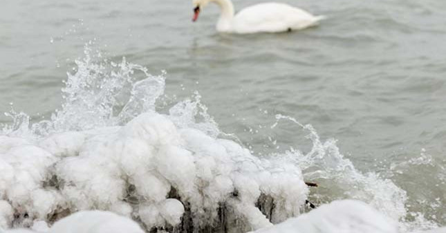 Balatonba fagyott hattyúkhoz riasztották a vízimentőket