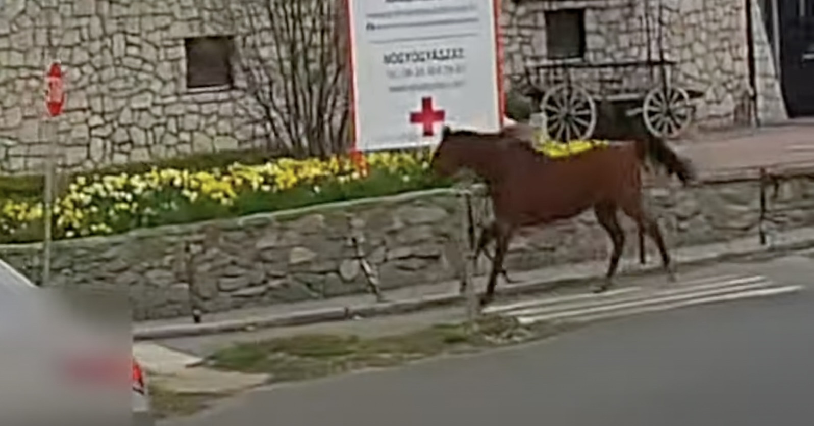 Elszabadult egy ló Szentendre belvárosában