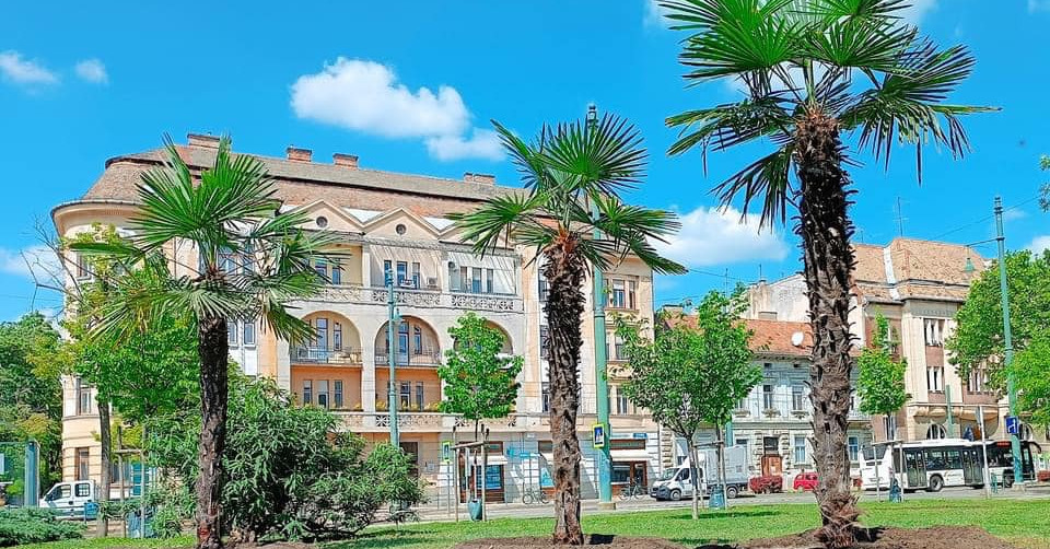 Pálmafákat ültettek Szegeden, vita lett belőle