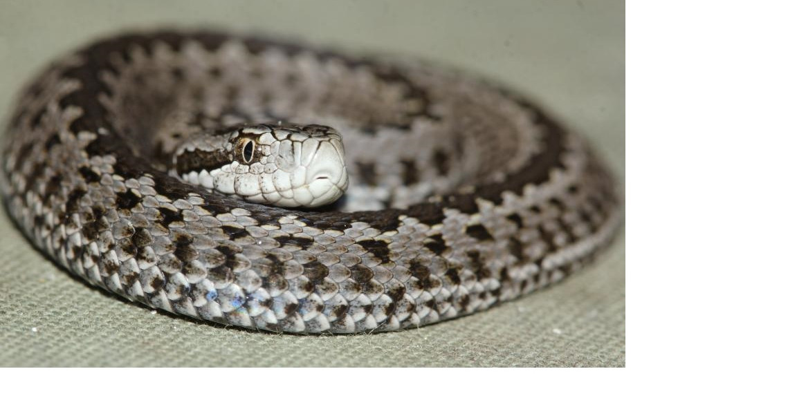 Megszületett az ötezredik rákosi vipera