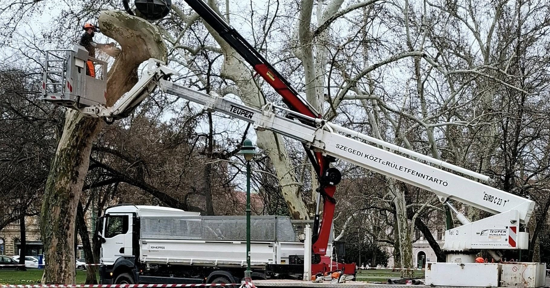 Muszáj volt kivágni a szegedi disznófejű fát