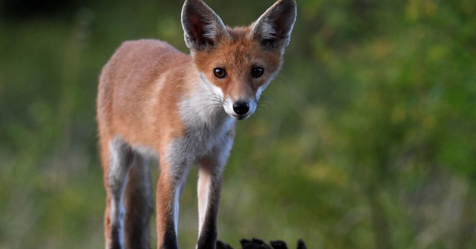 Hiába cukik, a veszettség után újabb, akár halálos betegséget is terjeszthetnek a rókák