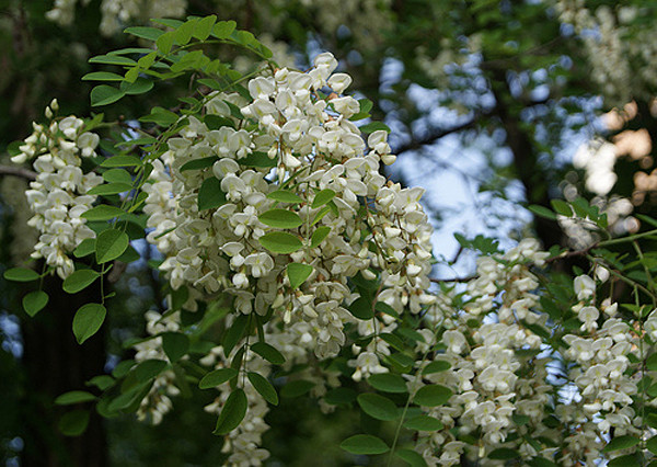 Akácfa