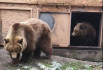 A szegedi medvék szerint jön a tavasz - videó