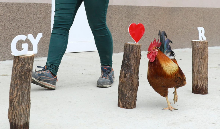 Kakas adta át a 3 milliárdos beruházást Győrben