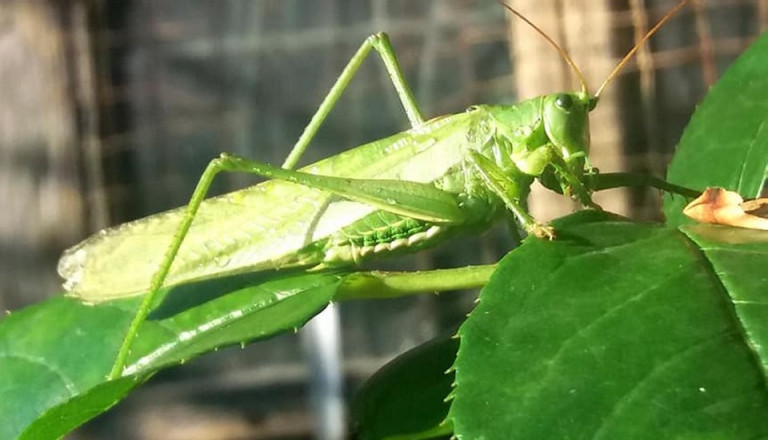 Sáskát és levelet esznek az emberek Madagaszkáron, mert nincs más