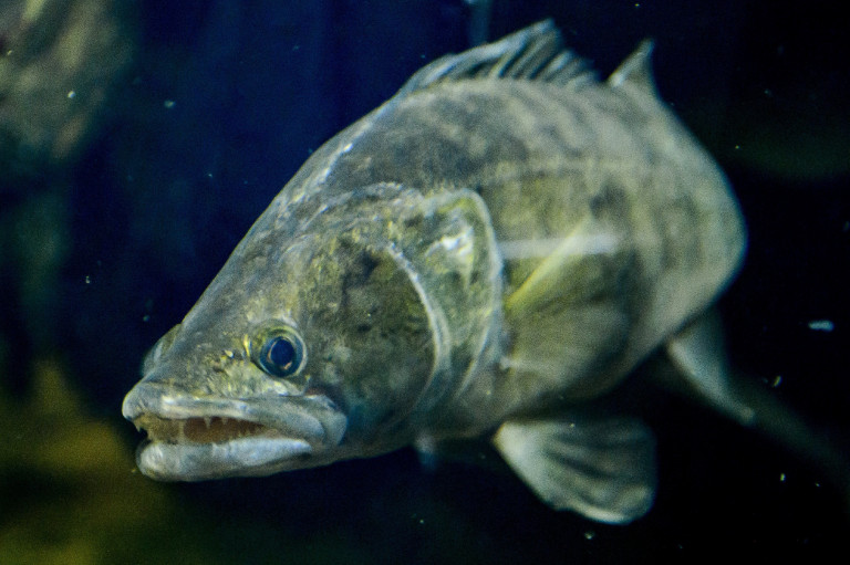 Hatalmas süllők pusztultak el a Tisza-tavon