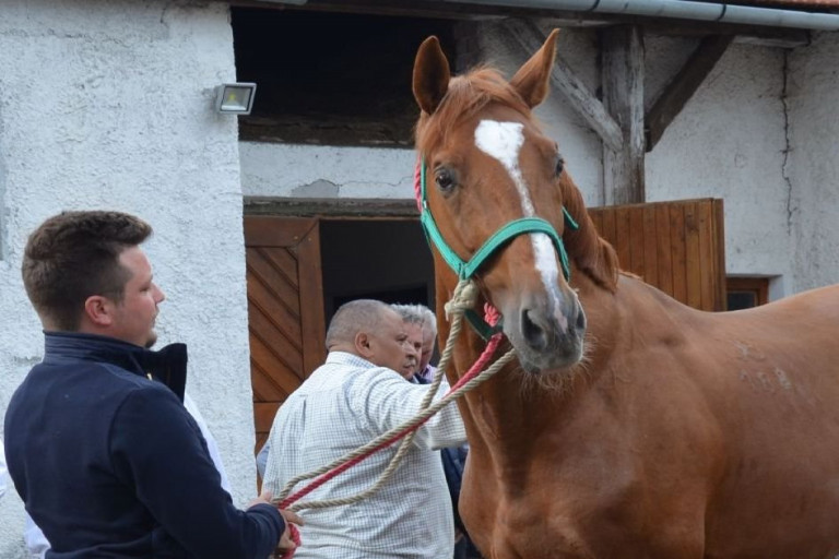 Széltolóval segítjük az erdélyi lótenyésztést 