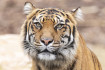 Megszámolják a vadon élő tigriseket Nepálban